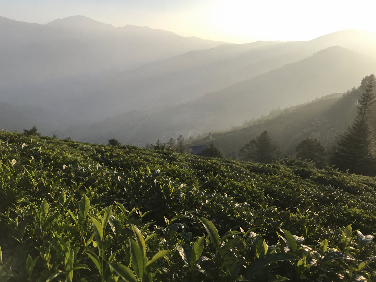 Darjeeling Tea Region in the Himalayan Foothills Région du thé Darjeeling dans les contreforts de l’Himalaya indien